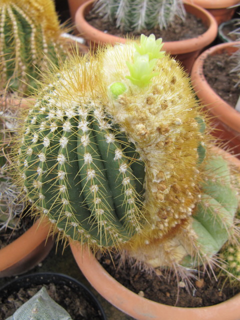 Coleocephalocereus aureus: Coleocephalocereus aureus