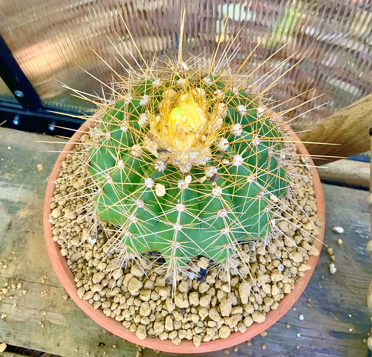 Coleocephalocereus aureus: Coleocephalocereus aureus with a bloom