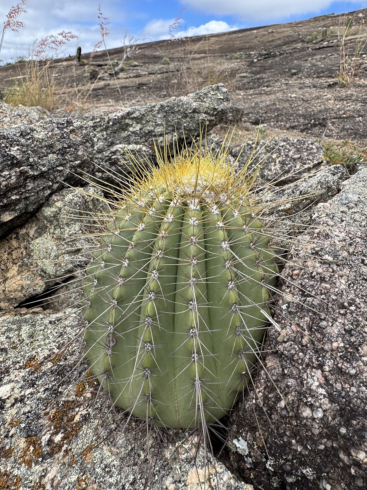 Coleocephalocereus aureus: Coleocephalocereus aureus in Brazil