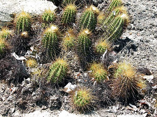 Coleocephalocereus aureus: Coleocephalocereus aureus