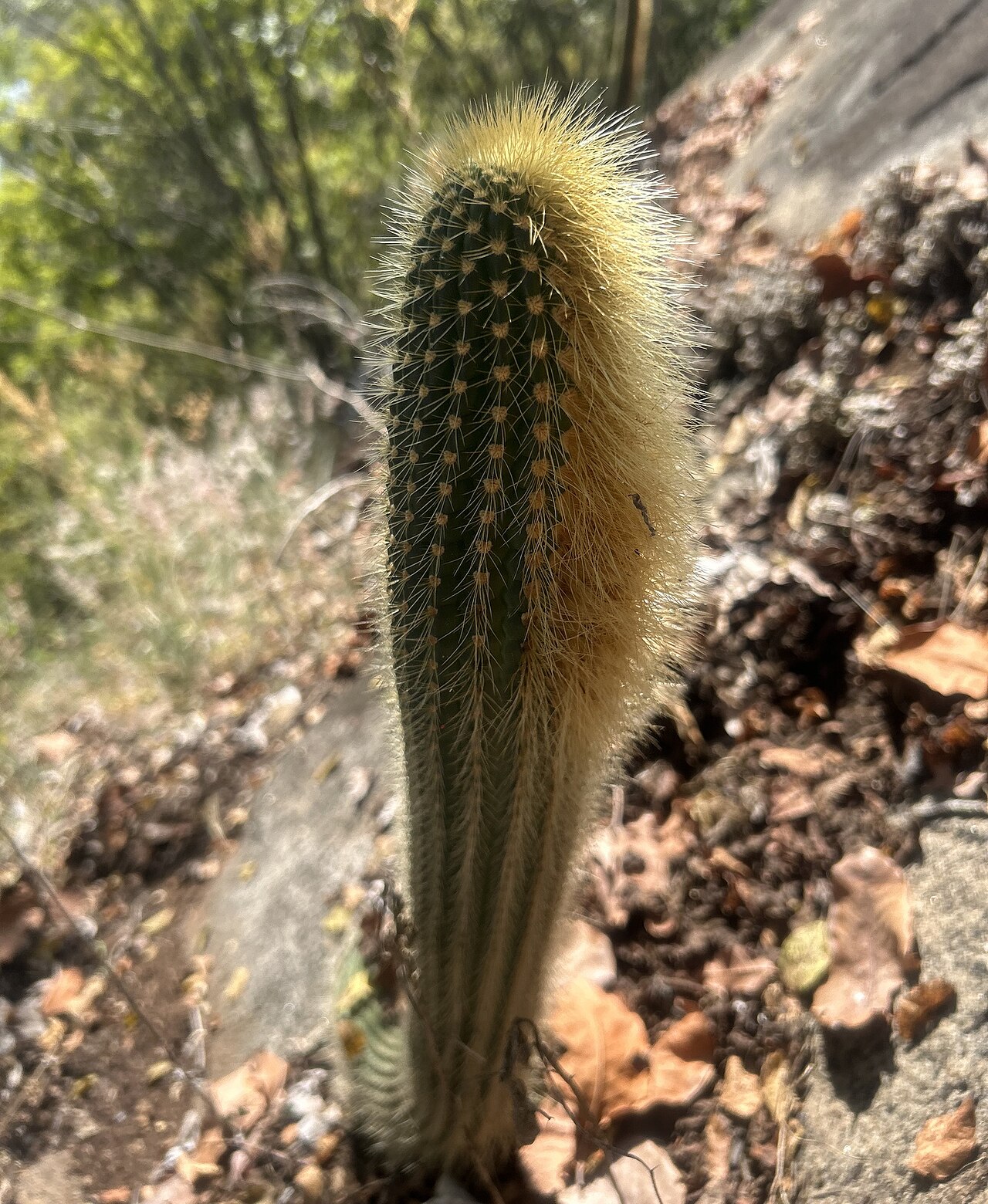 Coleocephalocereus buxbaumianus: Coleocephalocereus buxbaumianus buxbaumianus in Brazil