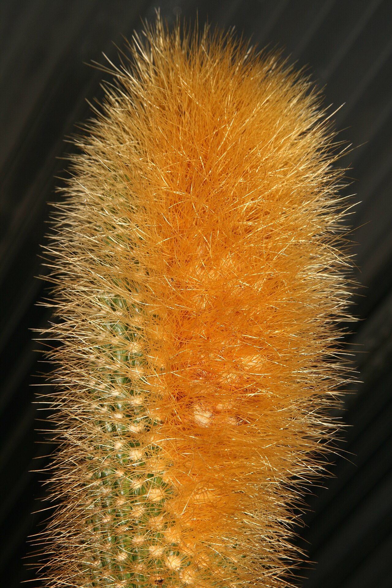 Coleocephalocereus buxbaumianus: plant from type locality, E Minas Gerais, Brasil