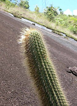 Coleocephalocereus buxbaumianus: Coleocephalocereus buxbaumianus