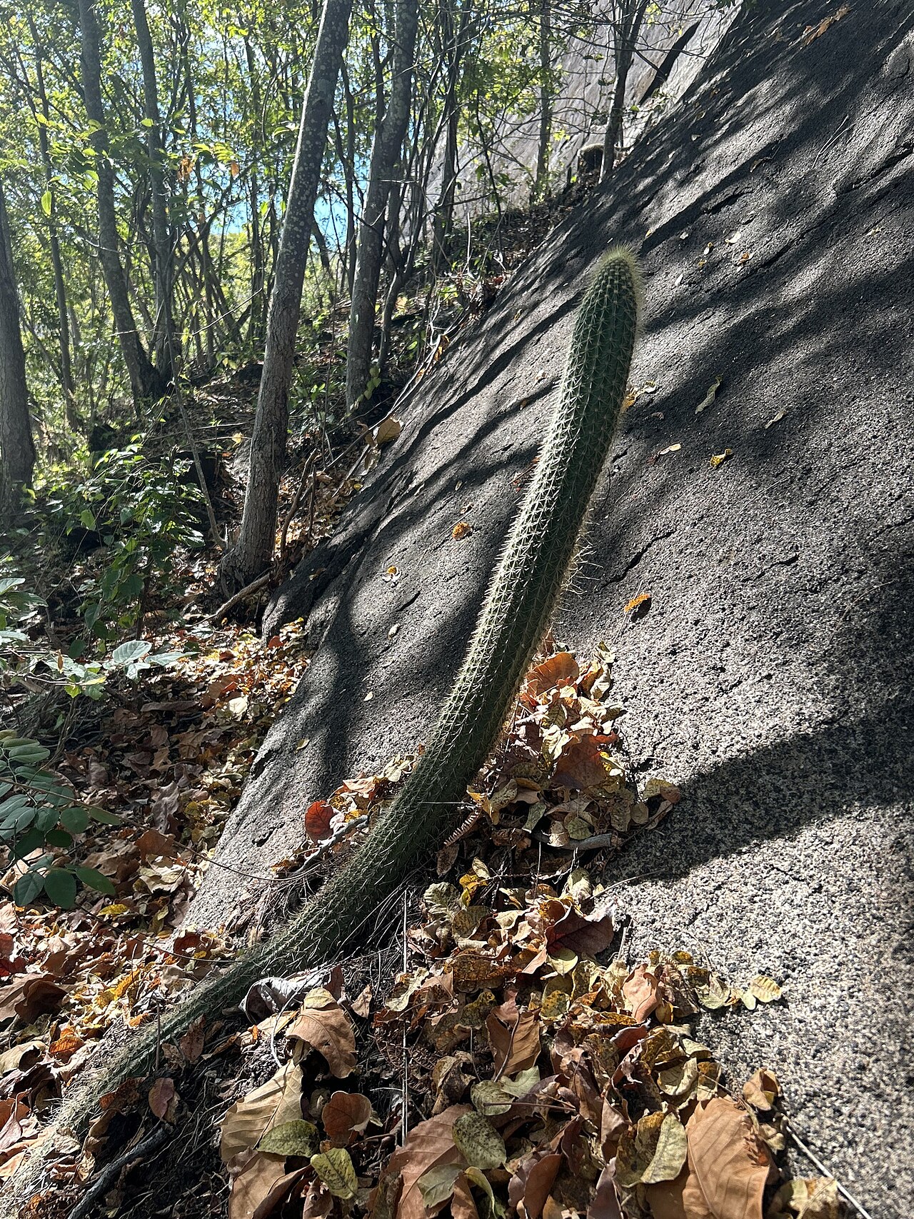 Coleocephalocereus buxbaumianus: Coleocephalocereus buxbaumianus buxbaumianus in Brazil