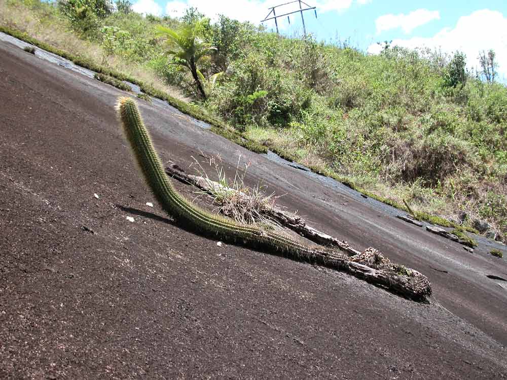 Coleocephalocereus buxbaumianus: Coleocephalocereus buxbaumianus