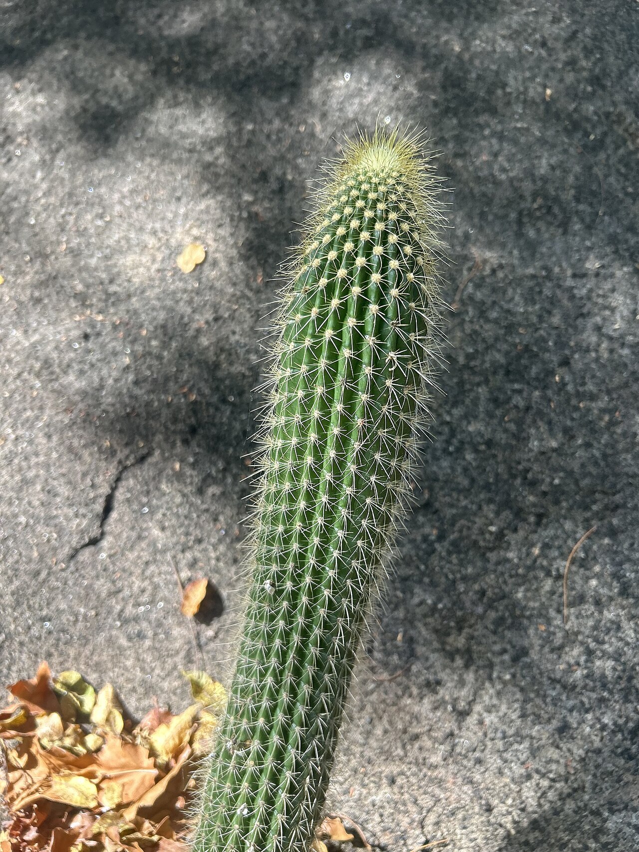 Coleocephalocereus buxbaumianus: Coleocephalocereus buxbaumianus buxbaumianus in Brazil