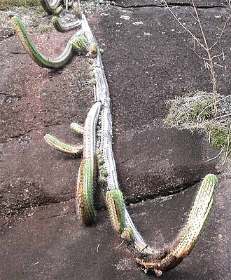 Coleocephalocereus decumbens: Coleocephalocereus decumbens
