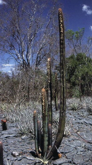Coleocephalocereus dolichospermaticus: Adult plant, Western Bahia, Brasil