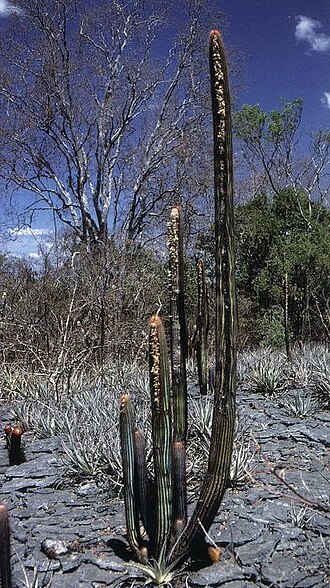 Coleocephalocereus dolichospermaticus: Adult plant, Western Bahia, Brasil