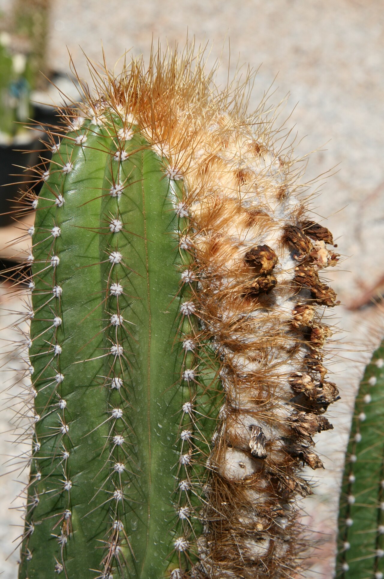 Coleocephalocereus fluminensis: Plant from habitat, Rio de Janeiro, Brasil