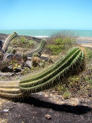 Coleocephalocereus fluminensis (Coleocephalocereus fluminensis)
