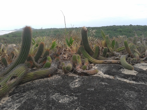 Coleocephalocereus fluminensis (Coleocephalocereus fluminensis)