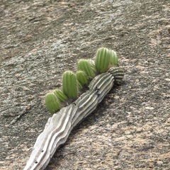 Coleocephalocereus fluminensis (Coleocephalocereus fluminensis)