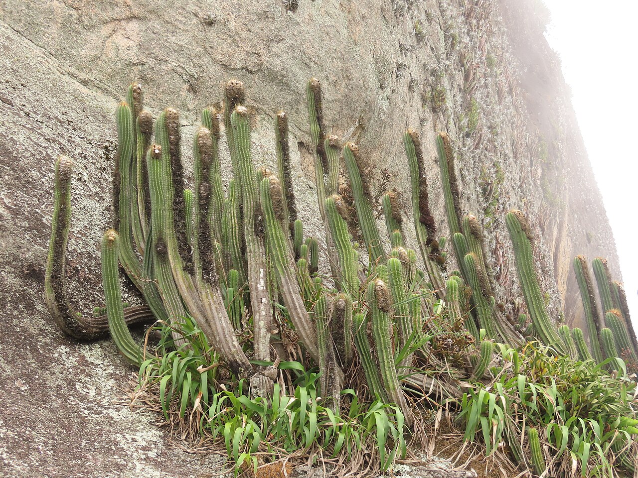 Coleocephalocereus fluminensis: Coleocephalocereus fluminensis in Brazil