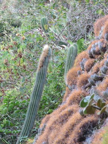 Coleocephalocereus fluminensis (Coleocephalocereus fluminensis)