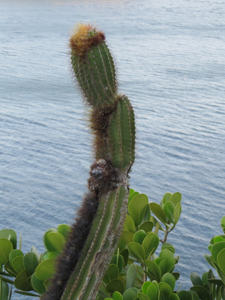 Coleocephalocereus fluminensis (Coleocephalocereus fluminensis)