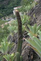Coleocephalocereus fluminensis (Coleocephalocereus fluminensis)