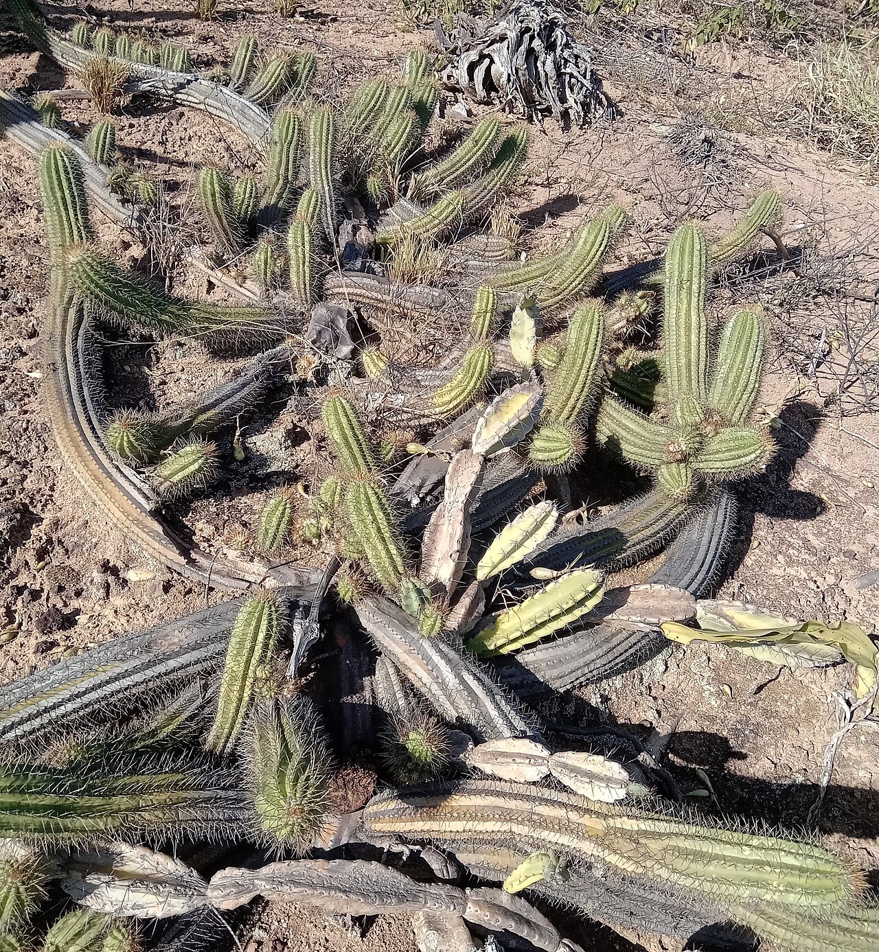 Coleocephalocereus fluminensis: Coleocephalocereus fluminensis in Brazil