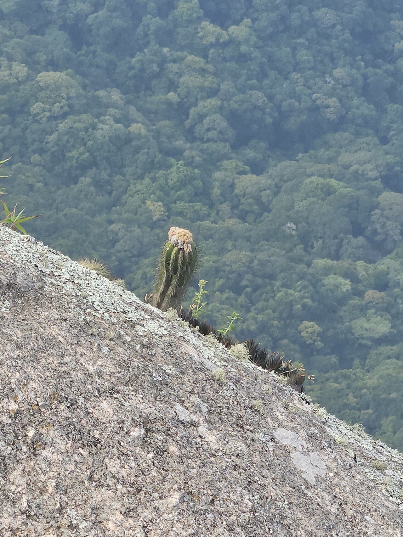 Coleocephalocereus fluminensis: Coleocephalocereus fluminensis in Brazil