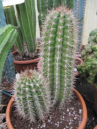 Coleocephalocereus goebelianus: Synonyms - Cereus goebelianus, Coleocephalocereus pachystele Native to the Central Bahia area of Brazil.