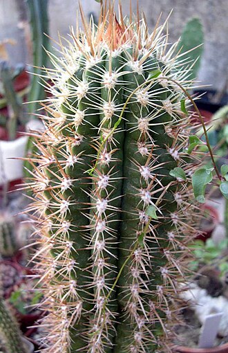 Coleocephalocereus goebelianus: Coleocephalocereus goebelianus
