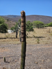 Coleocephalocereus goebelianus (Coleocephalocereus goebelianus)