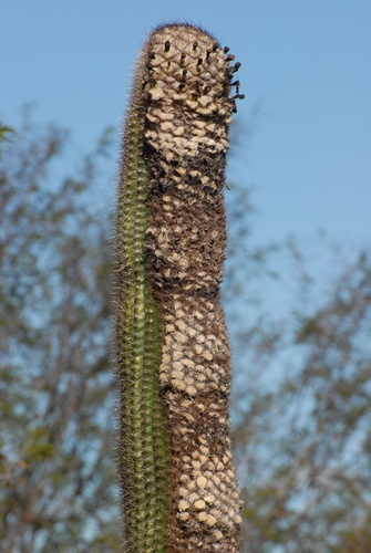 Coleocephalocereus goebelianus (Coleocephalocereus goebelianus)