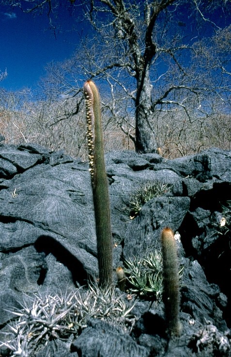 Coleocephalocereus neoestevesii: Type locality, NE Goias, Brazil
