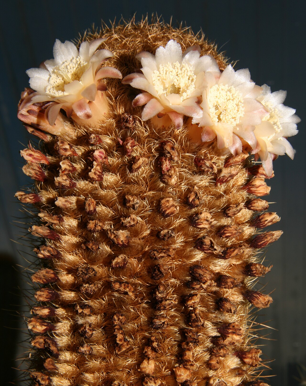 Coleocephalocereus pluricostatus: flowering plant from type locality, W Minas Gerais, Brasil