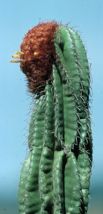 Coleocephalocereus pluricostatus: plant at type locality, Espirito Santo, Brasil