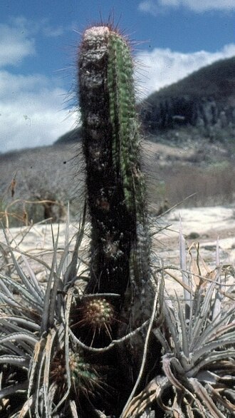 Cactus: mature plant at type locality, NE Minas Gerais, Brasil