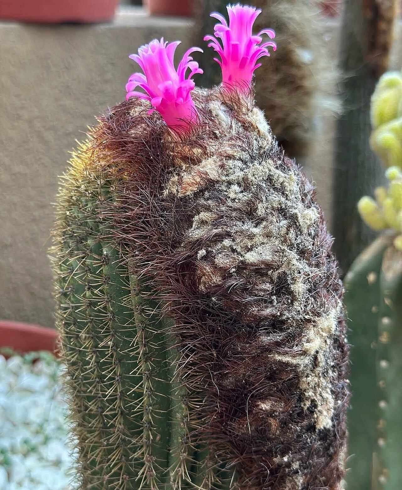 Coleocephalocereus superbus: Coleocephalocereus superbus