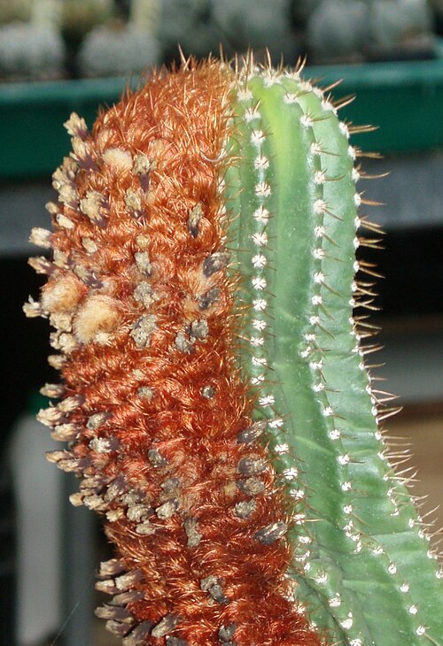 Coleocephalocereus uebelmanniorum: plant from type locality, Espirito Santo, Brasil