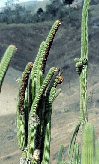 Coleocephalocereus uebelmanniorum: mature flowering plants at type habitat, W MInas Gerais, Brasil