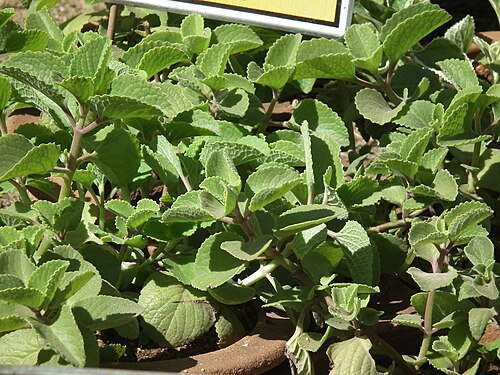 Mexican mint: Coleus aromaticus from Lalbagh,Bangalore, India, during flowershow January 2012, .