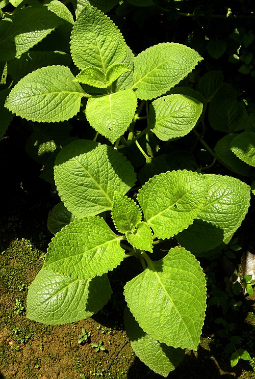 Mexican mint: Coleus aromaticus from Kerala, India