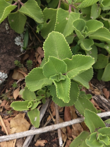 Mexican mint (Coleus amboinicus)