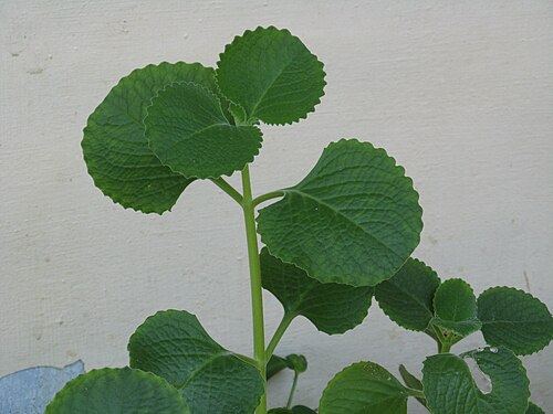 Mexican mint: Image of Coleus aromaticus plant.