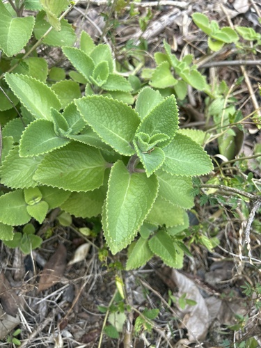 Mexican mint (Coleus amboinicus)