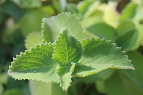 Mexican mint (Coleus amboinicus)