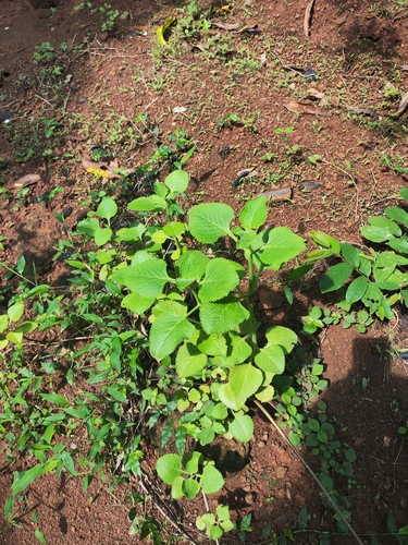 Mexican mint (Coleus amboinicus)