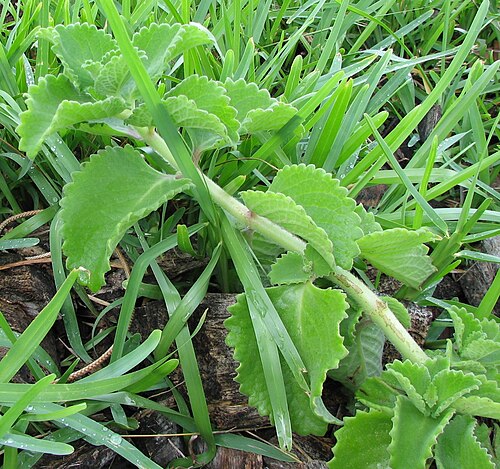Mexican mint: Indian Borage growing in my back yard.
