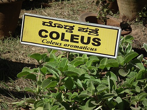 Mexican mint: Coleus aromaticus from Lalbagh,Bangalore, India, during flowershow January 2012, .