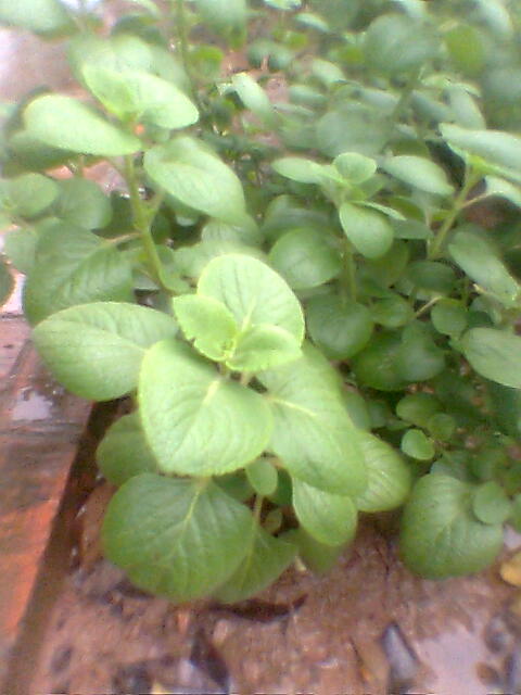 Mexican mint: கற்பூரவல்லி