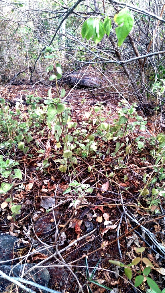 Mexican mint (Coleus amboinicus)
