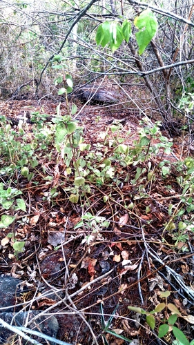 Mexican mint (Coleus amboinicus)