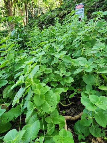 Mexican mint (Coleus amboinicus)