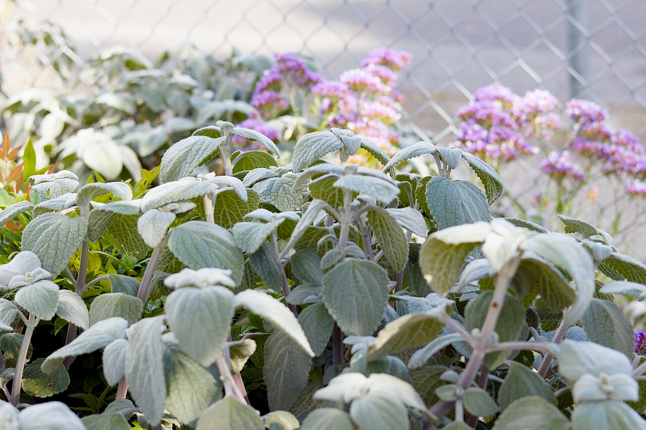 Coleus argentatus: Picture of Coleus argentatus taken at a park in Thornbury Victoria