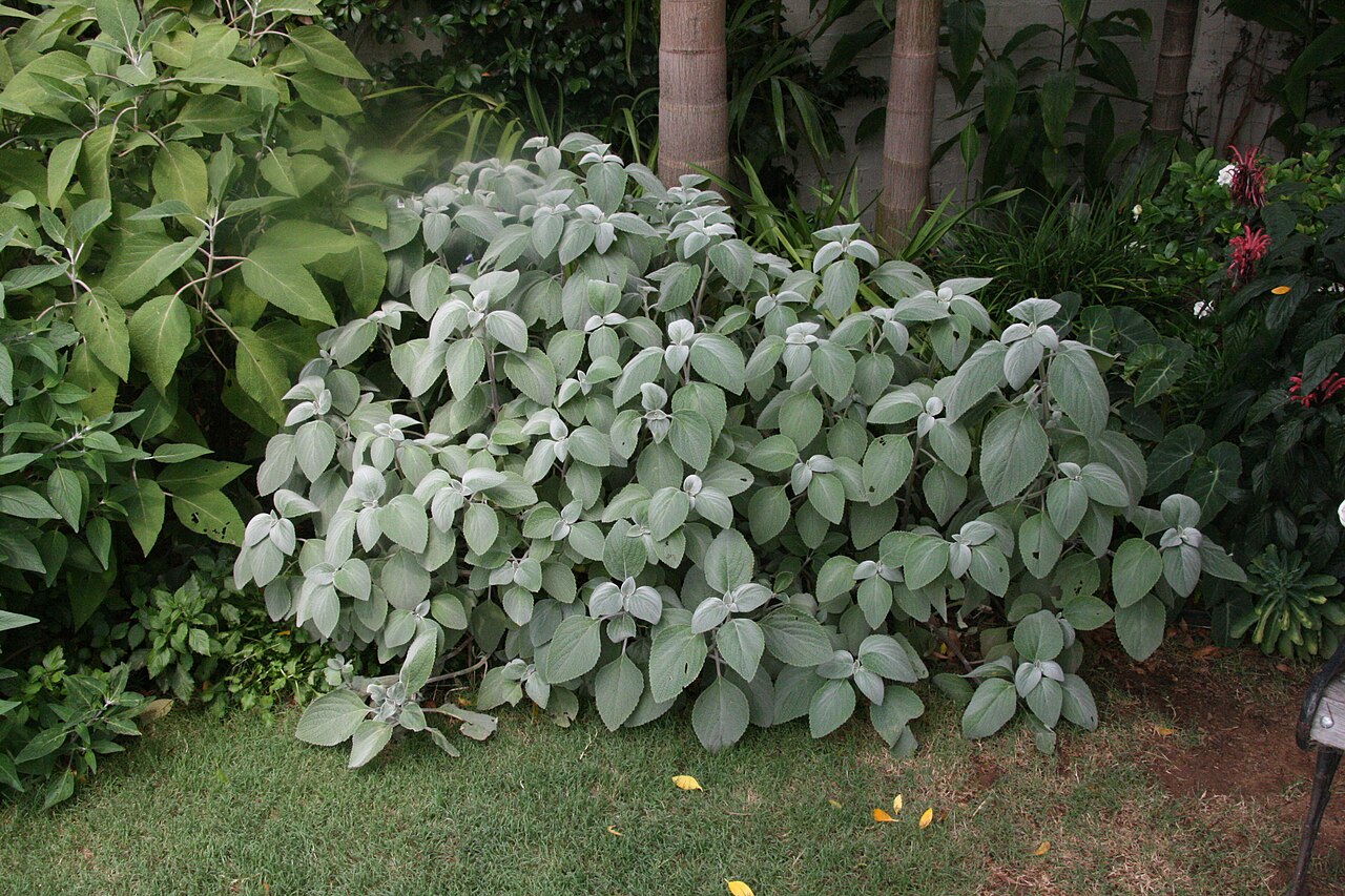 Coleus argentatus: Plectranthus_argentatus as a border, in garden in Woollahra, NSW