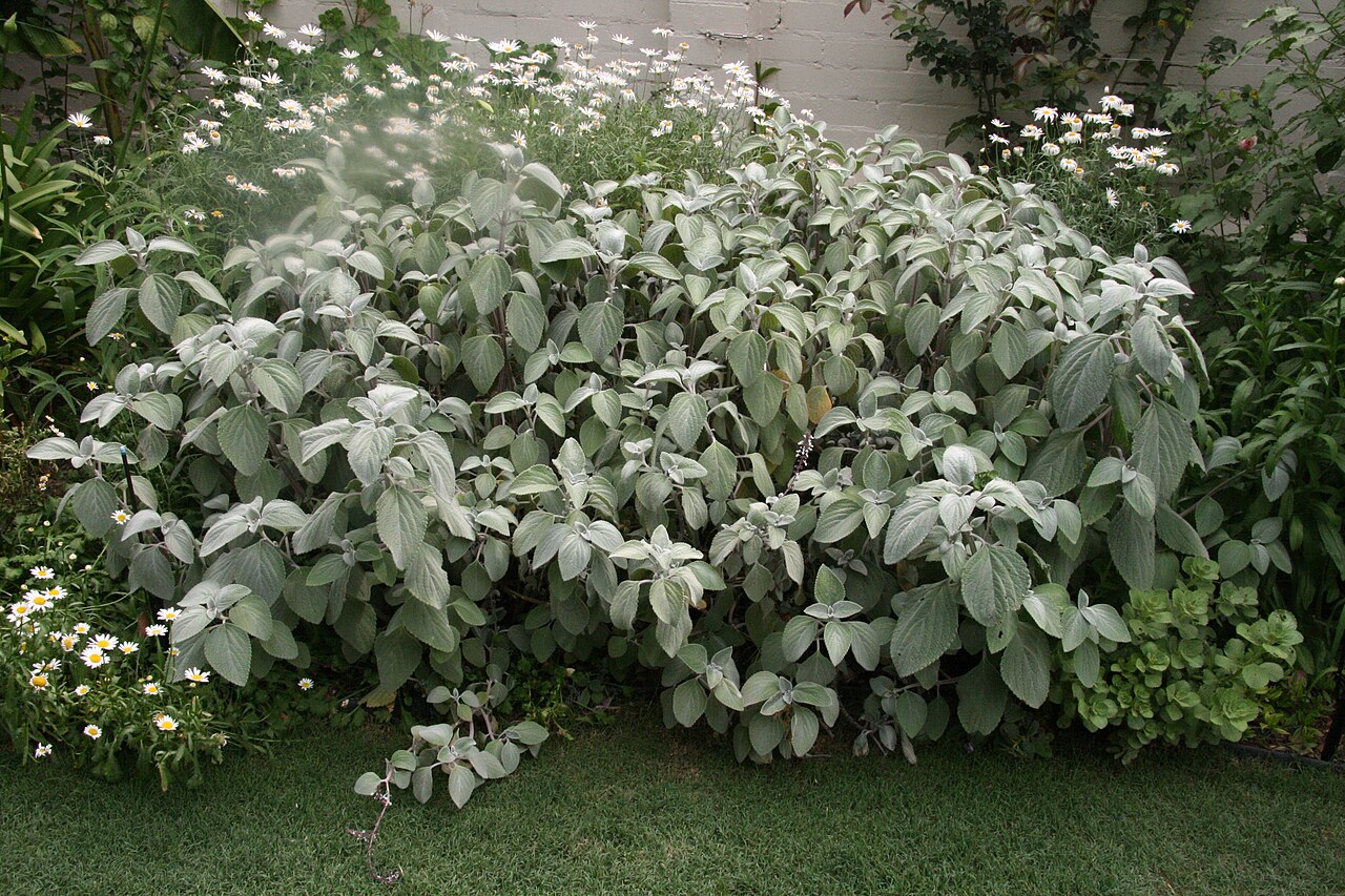Coleus argentatus: Plectranthus_argentatus as a border, garden Woollahra NSW